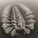 An illustration of a cigar-shaped worm, with bristles on its sides.